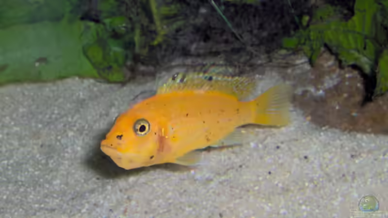 Maulbrutpflege bei Buntbarschen aus dem Malawisee: Ein faszinierendes Verhalten