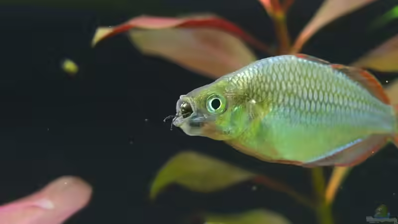 Maulsperre mit Stubenfliege ! von axolotl (66)