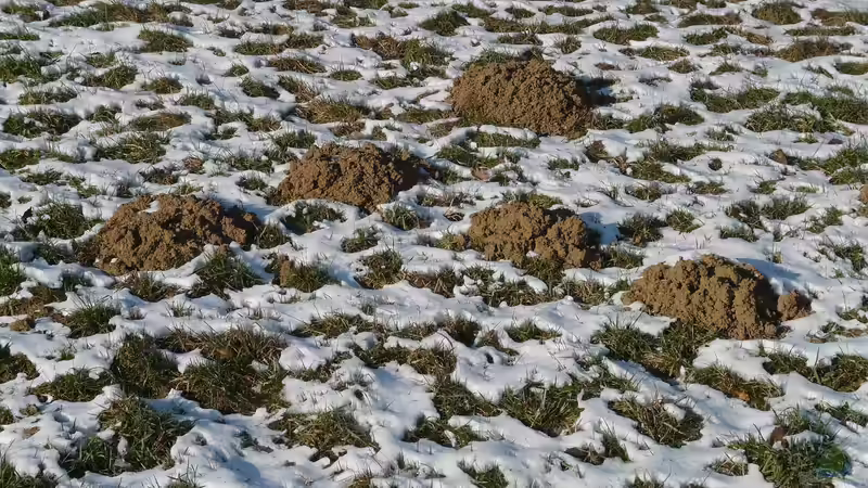 Maulwurfshügel entfernen: Ein Schaden für den Maulwurf?