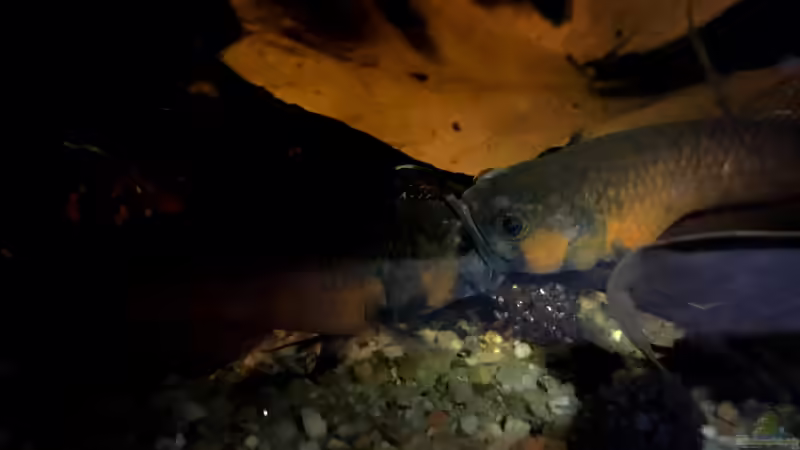 Maulzerren von Jaenu00 (23)