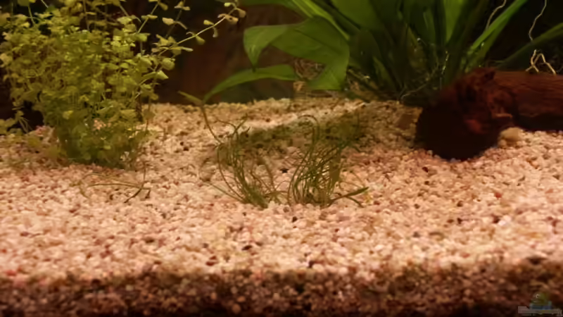 Mauritius Graspflanze von Sauerlandmicha (10)