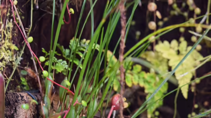 Maxillaria sanguinea von Junglist (22)