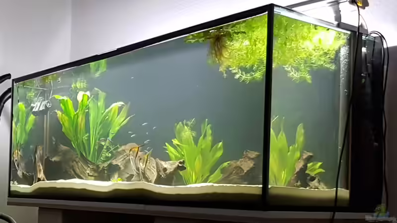 maximale Beleuchtung von naturalR (6)