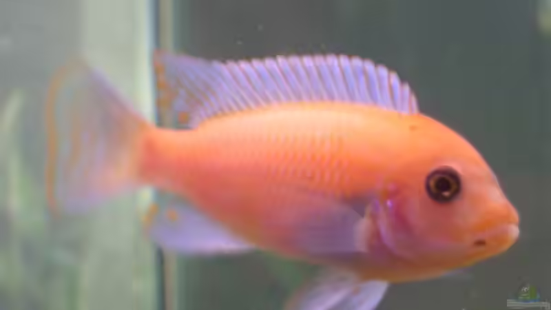 May. estherae red Mann von Michael J. (10)