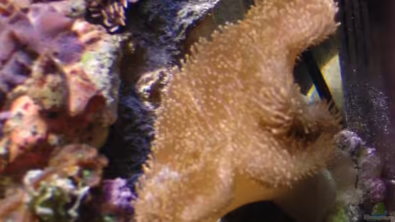 May. estherae W von Henning Meyer (10)