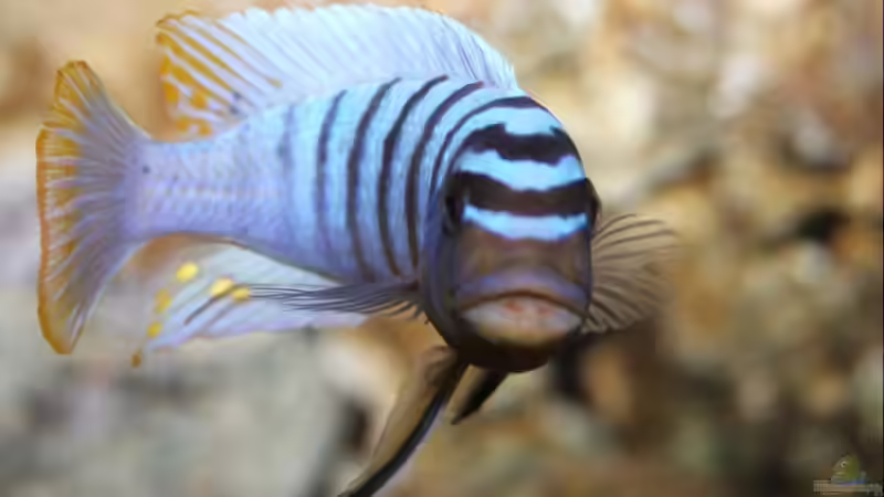 May. fainzilberi Nkanda WF Bock von Patrick Stelter (3)