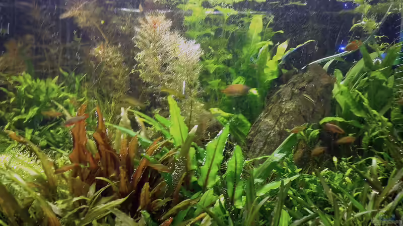 May 2013, left view von lomarraco (7)