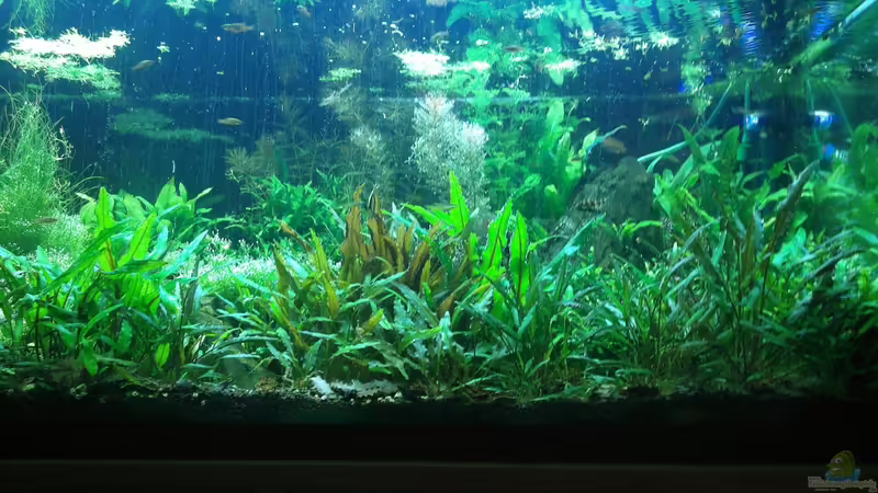 May 2013 overview von lomarraco (10)