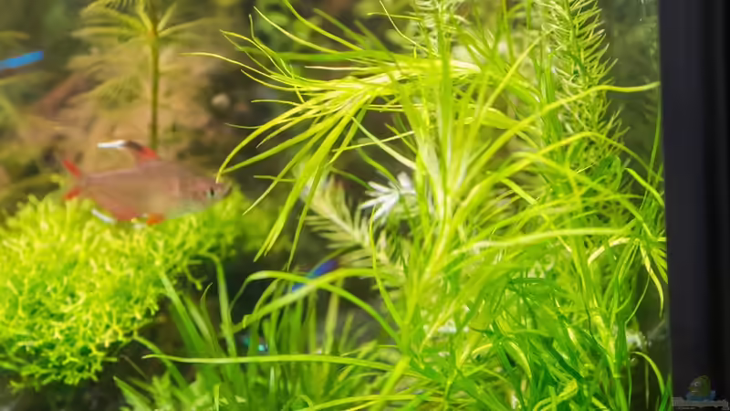 Mayaca fluviatilis   11.08.15 von Betta Chris (55)