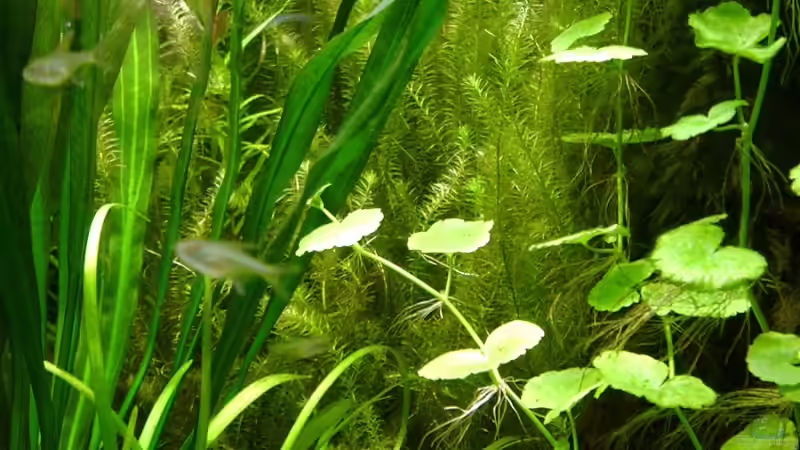 Mayaca fluviatilis - Brasilianisches Mooskraut (im Hintergrund) von Piscis (12)