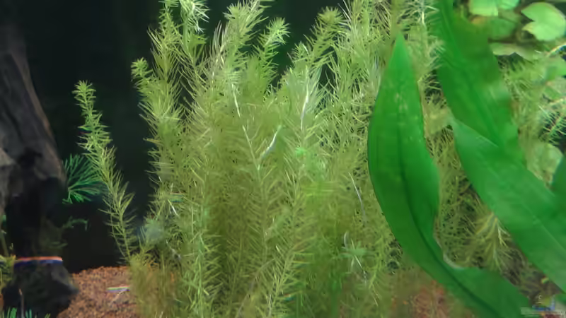 Mayaca fluviatilis von Kai Heermann (5)