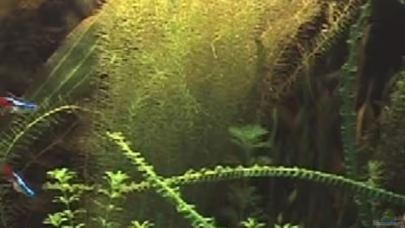 Mayaca fluviatilis von rasrol (4)