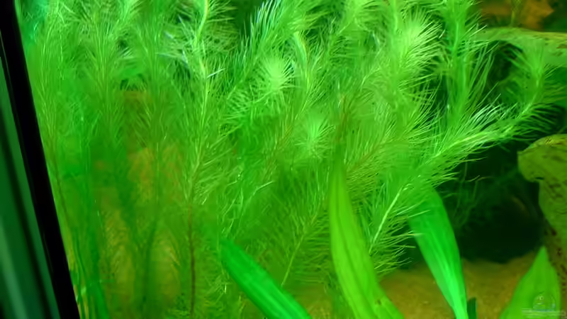 Mayaca sellowiana von Susanne Kruse (9)