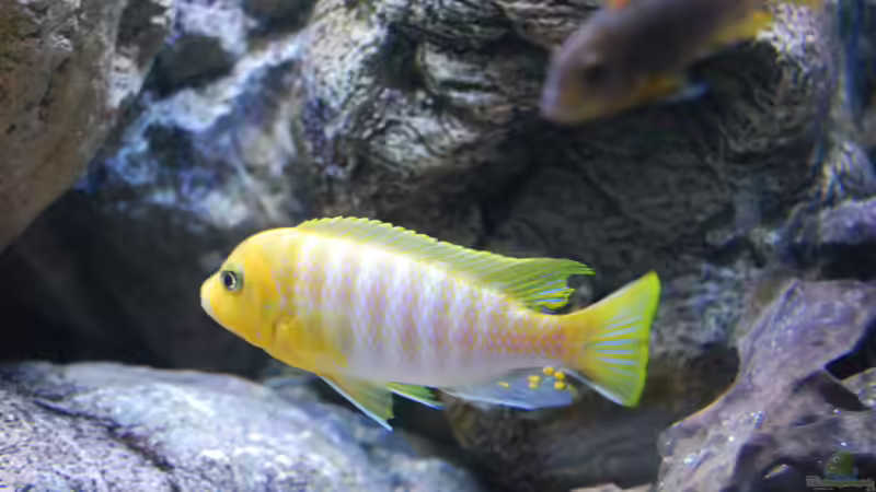 Aquarien mit Metriaclima hajomaylandi (Maylandia hajomaylandi)