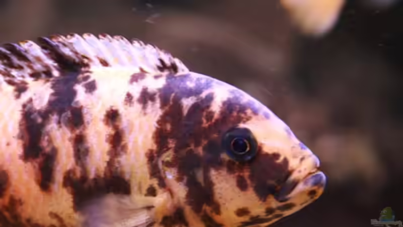 Maylandia  mbenjii female OB von Mikey (39)