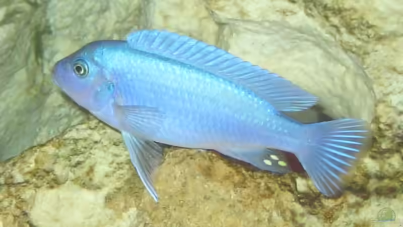 Maylandia Callainos m von Meike_R (42)