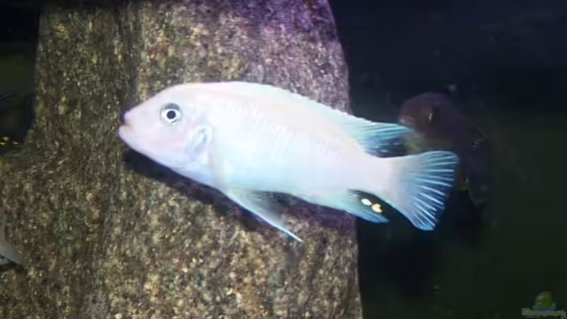 Maylandia callainos pearl white lupingu Männchen von Maik83 (37)