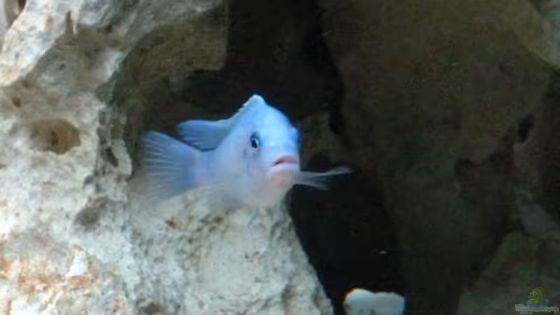 Maylandia Callainos von Meike_R (35)