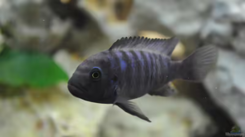 Maylandia estheare männchen von Marco Rath (7)