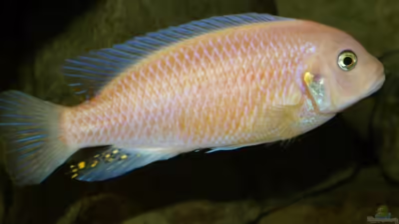 Maylandia estheare ´red/red´-M- von JOHN (32)