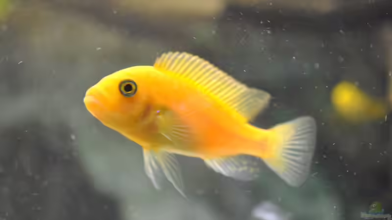 Maylandia estheare weibchen von Marco Rath (8)