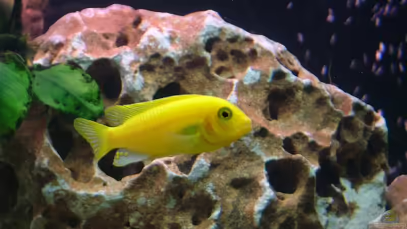 Maylandia estherae  von Martin Priemetshofer (11)