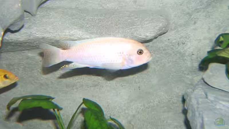 Maylandia estherae bock von Salzeritis (8)