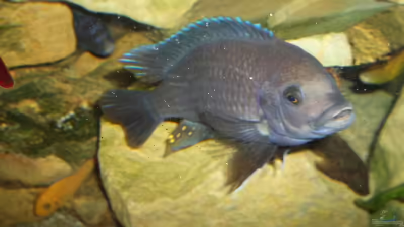 Maylandia estherae der Boß im Becken von Esslinger (4)
