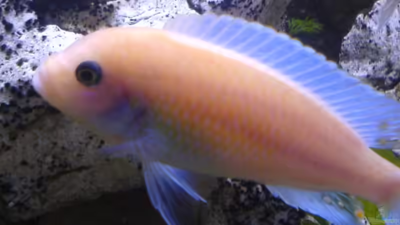 Maylandia estherae M von Dennis Mair (14)