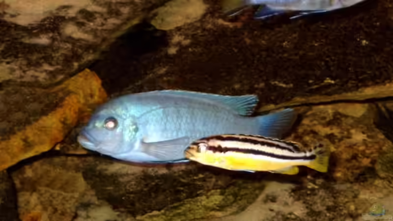 Maylandia estherae Männchen,  Auratus Weibchen,  Elongatus Weibchen von Helgo Jacob (16)
