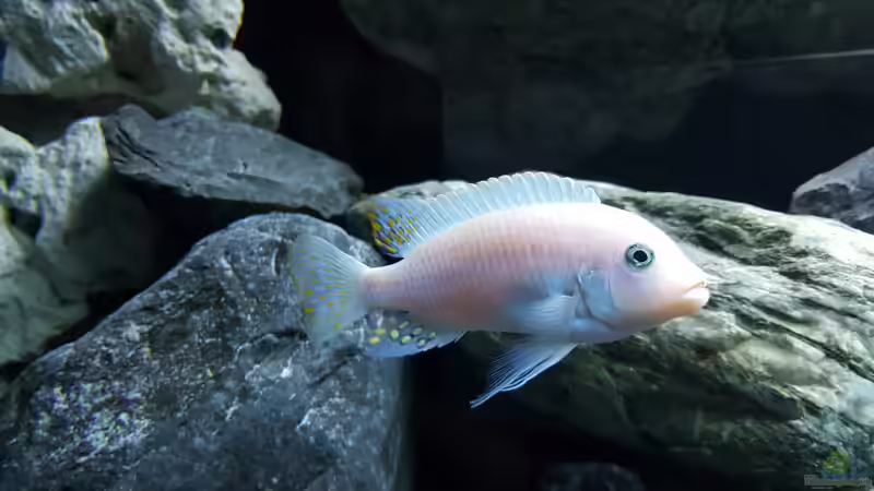 Maylandia estherae Männchen von Florian Karmann (8)