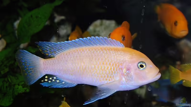 Maylandia estherae minos reef O-Morph Gruppe von Maik83 (5)