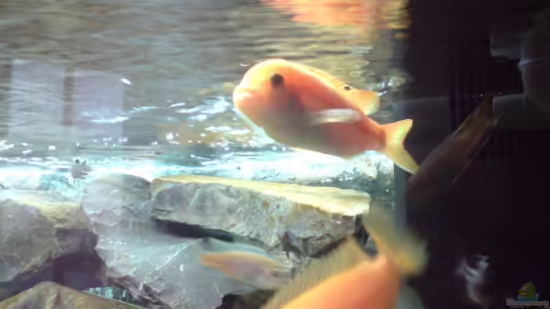 Maylandia Estherae Red/Red Bock von Master S2308 (17)