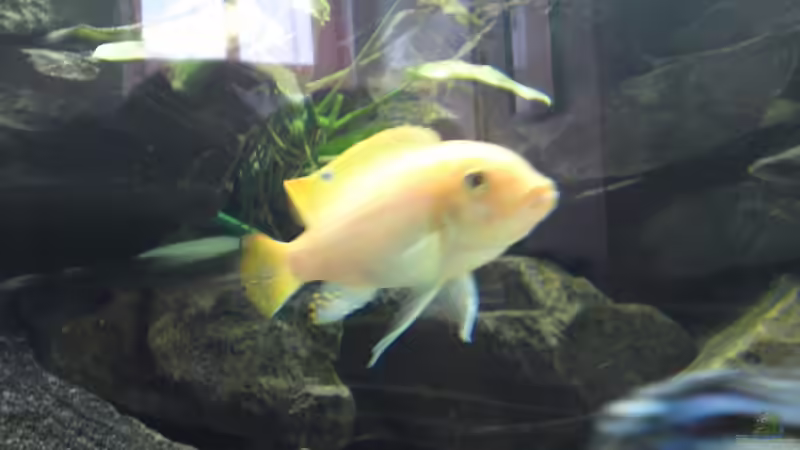 Maylandia Estherae Red/Red Bock von Master S2308 (21)