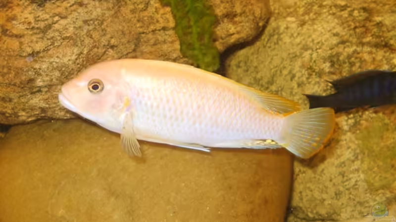 Maylandia estherae red-red Bock von Venustus (6)