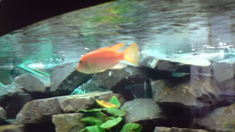 Aquarien mit Metriaclima / Maylandia