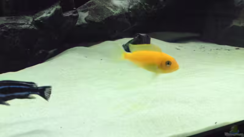 Maylandia Estherae Red/Red Weibchen  von Master S2308 (23)