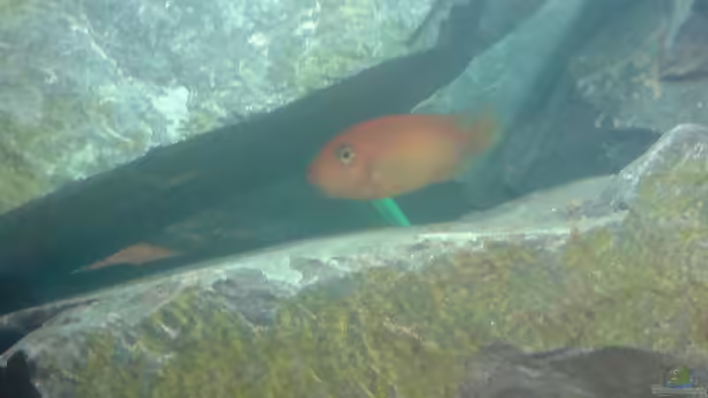 Maylandia Estherae Red/Red Weibchen mit Eiern von Master S2308 (19)