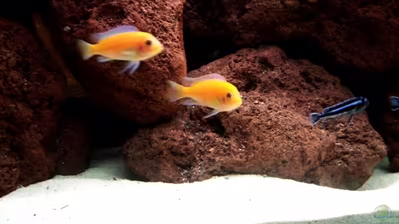 Maylandia estherae von Buderas Danas (7)