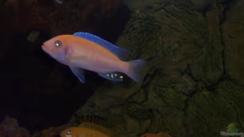 Maylandia Estherae von Mario S. (10)