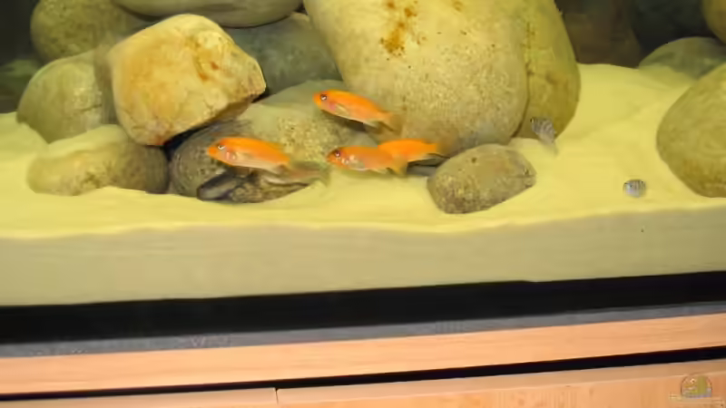 Maylandia estherae von Pille (7)