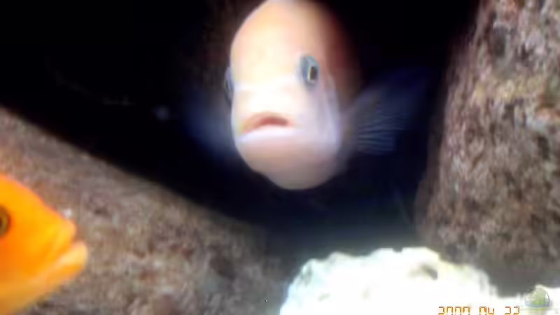 Maylandia Estherae von Steffen Gebert (10)