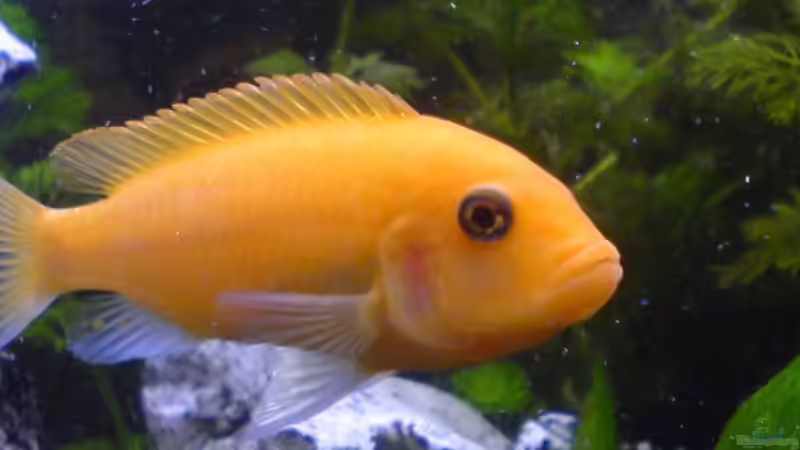 Maylandia estherae W von Dennis Mair (15)