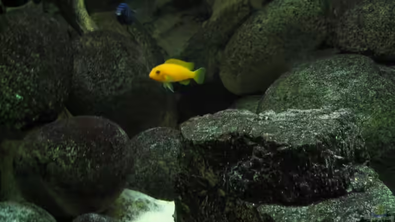 Maylandia estherae Weibchen - eigener Nachwuchs von Pille (22)