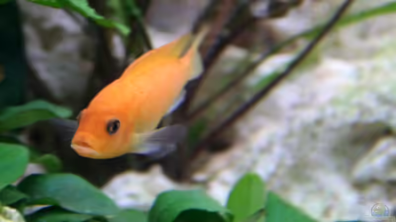 Maylandia estherae (Weibchen) von Demasoni Fan (18)