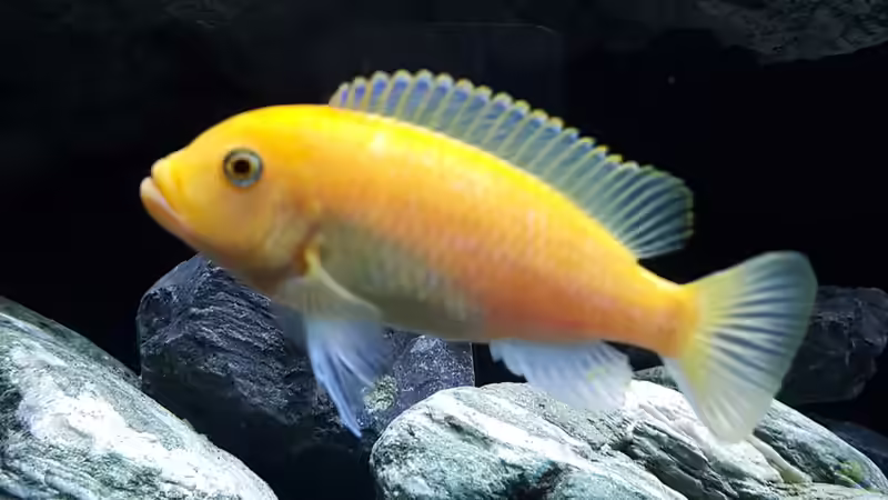 Maylandia estherae Weibchen von Florian Karmann (7)