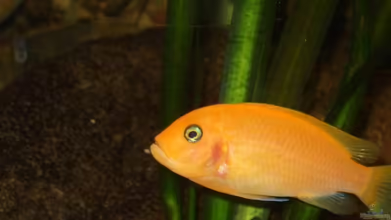 Maylandia estherea red/red frau von Esslinger (41)