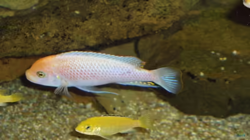 Maylandia estherea red-red Male und Yellow Female von Esslinger (6)