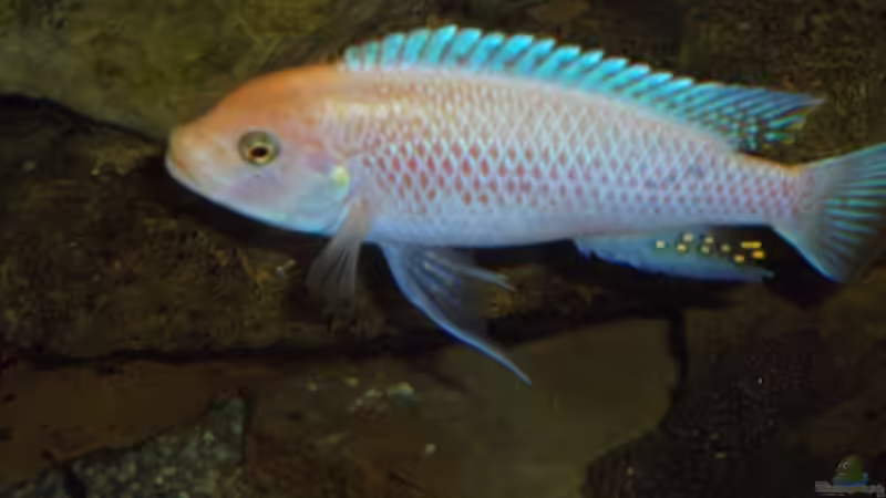 Maylandia estherea red-red Male von Esslinger (7)