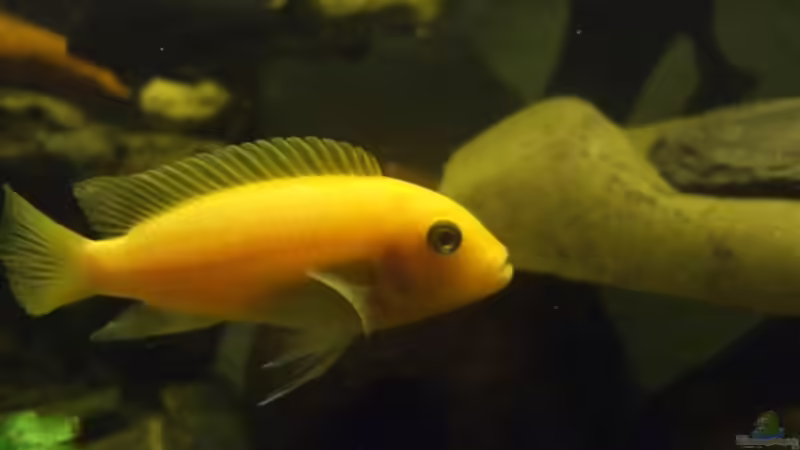 Maylandia Estherea red/red W von Esslinger (33)